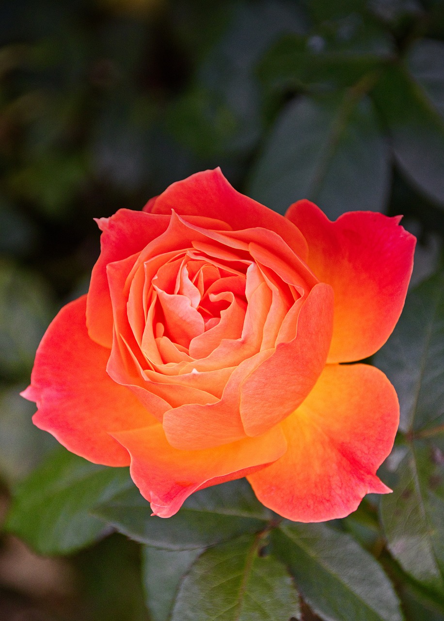 orange, rose, flower-3684138.jpg