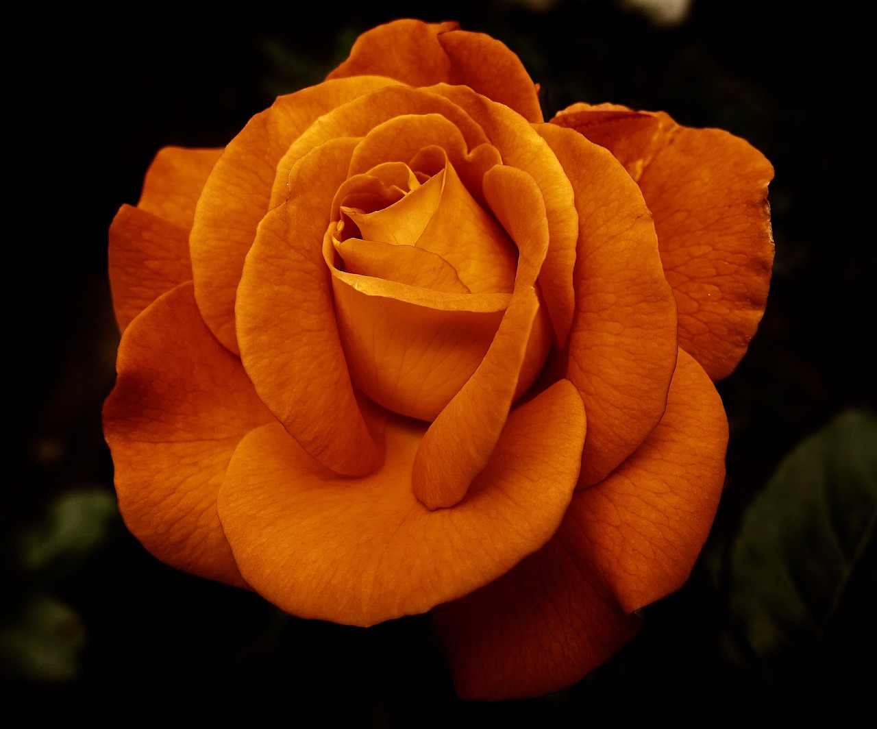 rose, flower, orange rose-3444359.jpg